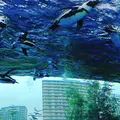 サンシャイン水族館の写真_339401