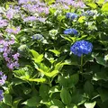 三室戸寺の写真_339762