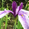 智光山公園花菖蒲の写真_340025