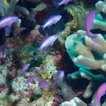 慶良間諸島周辺の写真_342759