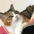 麻生 猫カフェ 福猫茶房の写真_343779