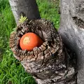 覚王寺の写真_343788