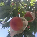 御坂農園グレープハウスの写真_344360