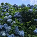 板取あじさい街道の写真_349537