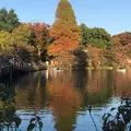 井の頭恩賜公園の写真_403983
