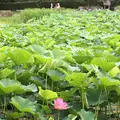 蓮華寺池公園の写真_404883