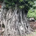 Wat Mahathat（ワット・マハタート）の写真_407412