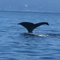 観光船・民宿はまなすの写真_408094