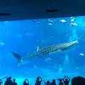 沖縄美ら海水族館の写真_408693