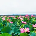 長沼の写真_408727