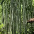 嵯峨野 竹林の道の写真_410230