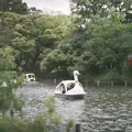 洗足池公園の写真_410410