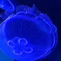 すみだ水族館の写真_411174