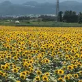 明野のひまわり畑の写真_411808