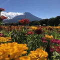山中湖花の都公園の写真_412289