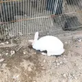 月うさぎの里の写真_412450