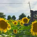 那珂総合公園付近のひまわり畑の写真_414166