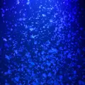鶴岡市立加茂水族館（クラゲドリーム館）の写真_414295