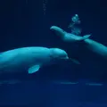 しまね海洋館アクアスの写真_415906