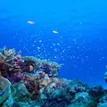 慶良間諸島周辺の写真_419025