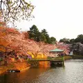 大宮公園の写真_427868