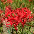 曼珠沙華公園の写真_429030