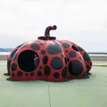 赤かぼちゃの写真_429254