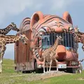 アフリカンサファリの写真_429615