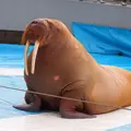 大分マリーンパレス水族館 うみたまごの写真_429622