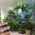 イニスフリー表参道本店の写真_432076
