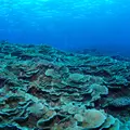 多良間島の写真_432518