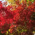 定山渓の写真_437734