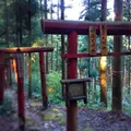 横峰寺の写真_446616