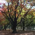 円山公園の写真_449357