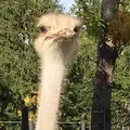 円山動物園の写真_449395