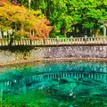 別府弁天池の写真_453705