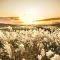 曽爾高原の写真_464015