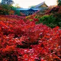 東福寺の写真_464021