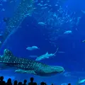 沖縄美ら海水族館の写真_471626