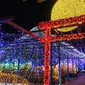 由志園の写真_474307