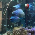 イオンモール沖縄ライカムの写真_478610