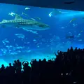 沖縄美ら海水族館の写真_478619