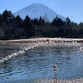 富士本栖湖リゾートの写真_479115