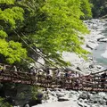 祖谷のかずら橋の写真_481709