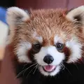 静岡市立日本平動物園の写真_484759