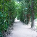 備瀬フク木並木通りの写真_496720