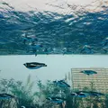 サンシャイン水族館の写真_509945