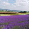 ファーム富良野の写真_511095