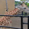 旭川市 旭山動物園の写真_511563