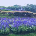 名城公園の写真_512245